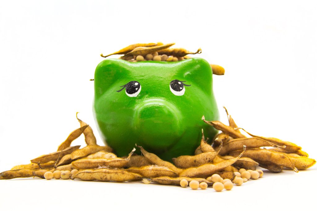 Piggy bank coated with soybeans. finance concept